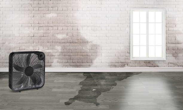 Best Basement water damage restoration  in Dassel, MN