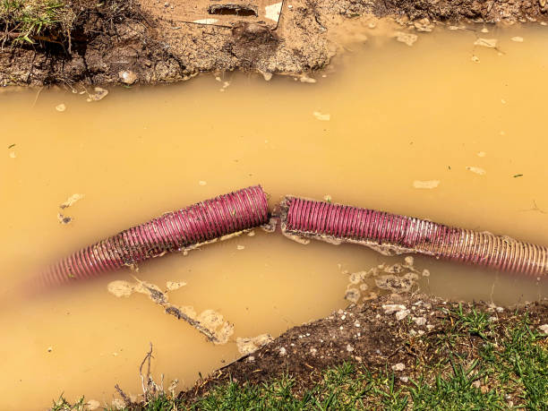 Best Local water damage restoration  in Dassel, MN